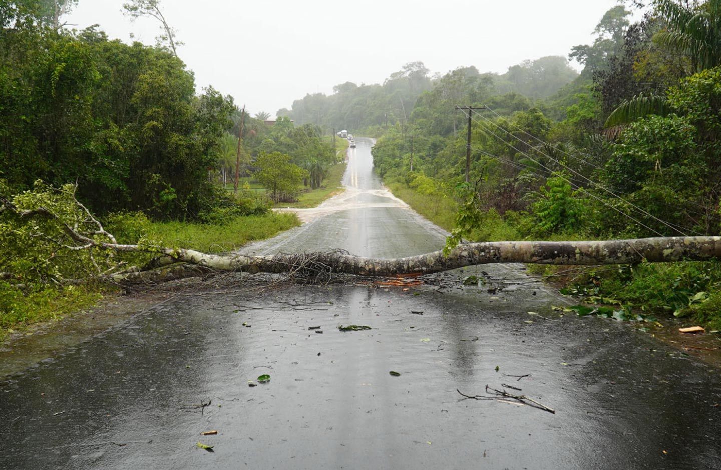 Árvore tombada no meio da estrada após a tempestade Kristin